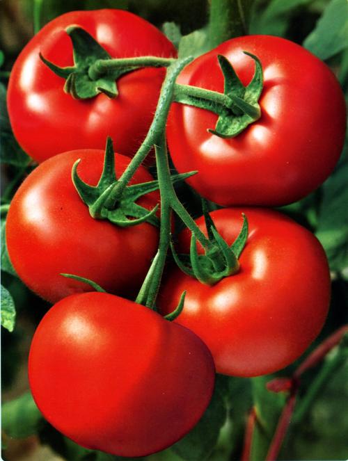 质朴的西红柿
