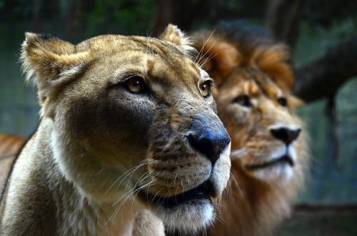 老虎狮子和豹子
