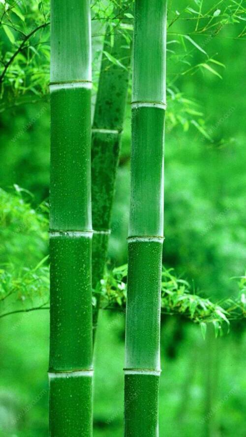 我喜欢竹子