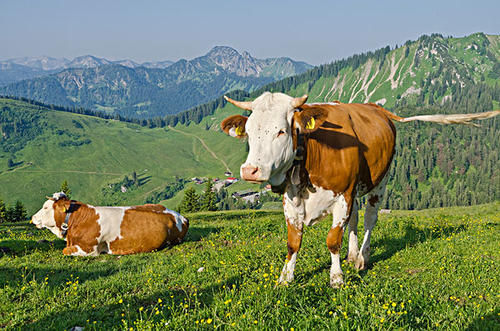 牛吃草的秘密