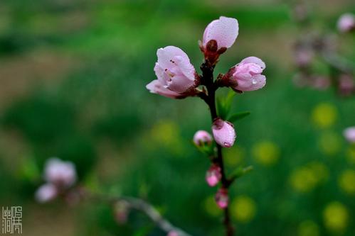 永不放下鲜花