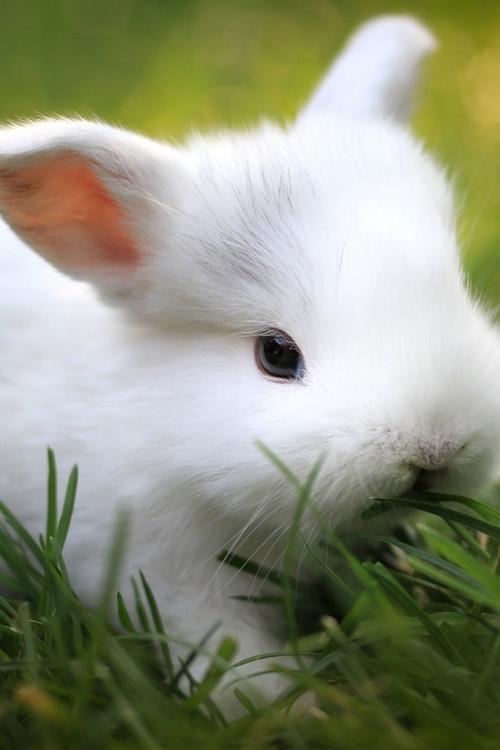 我最喜欢的动物小白兔