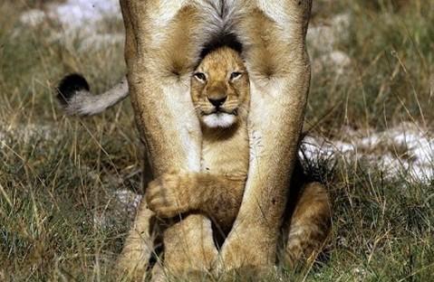 我的“狮子”妈妈
