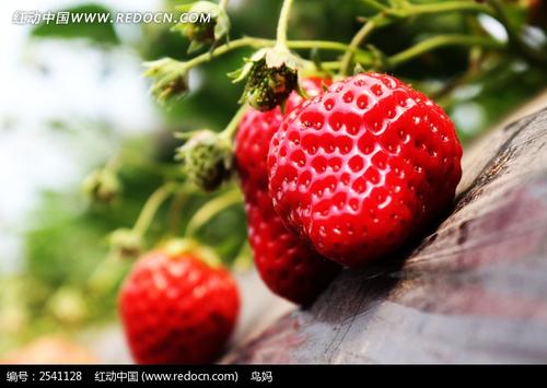 美丽的草莓