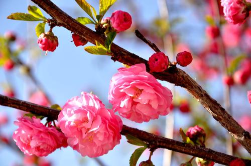 梅花韵