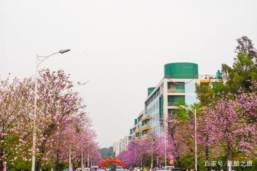校园紫荆树