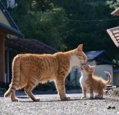 养猫带给我幸福