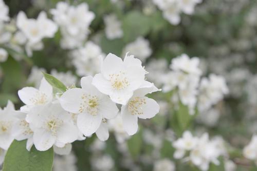 夏季茉莉花