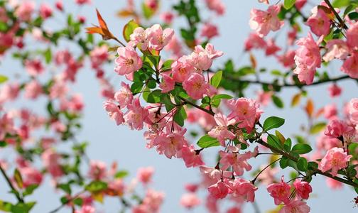 是春天的花朵