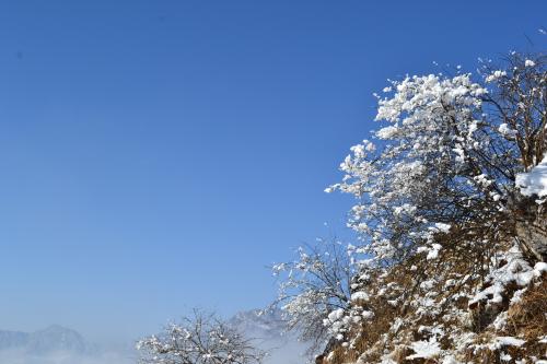 如果冬天没有雪