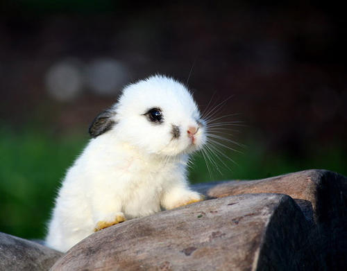 我最喜欢的小动物兔子