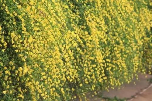 冬天春天的花朵