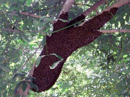 野蜂繁殖的秘密
