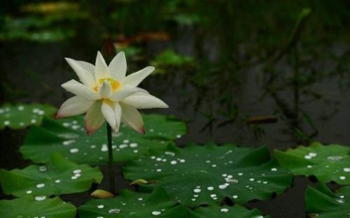 江南的雨季