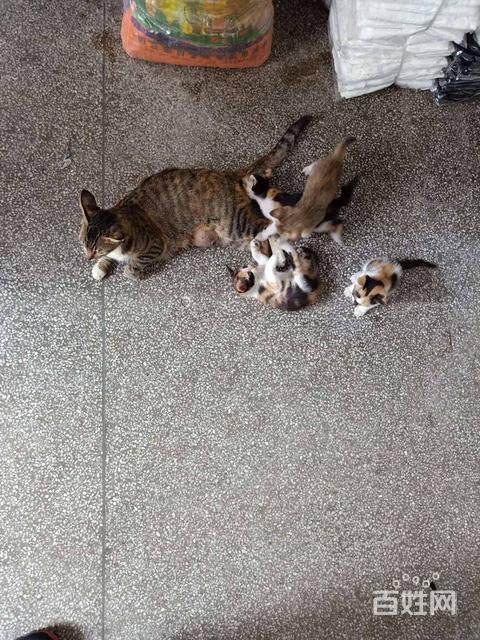 四只小猫