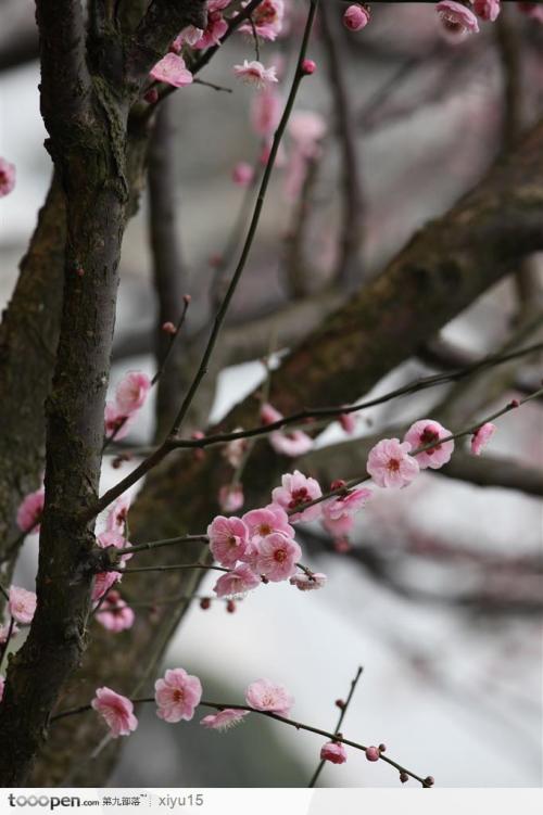 美丽的梅花森林