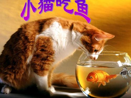 小猫吃鱼