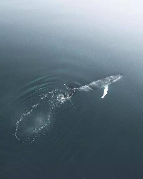 比鲸鱼最美丽