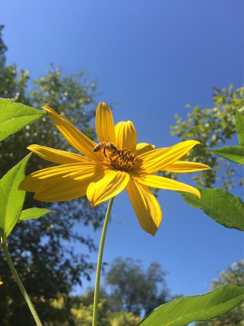 花好漂亮