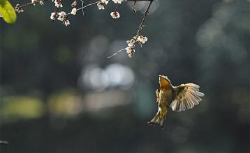 我想成为一只鸟