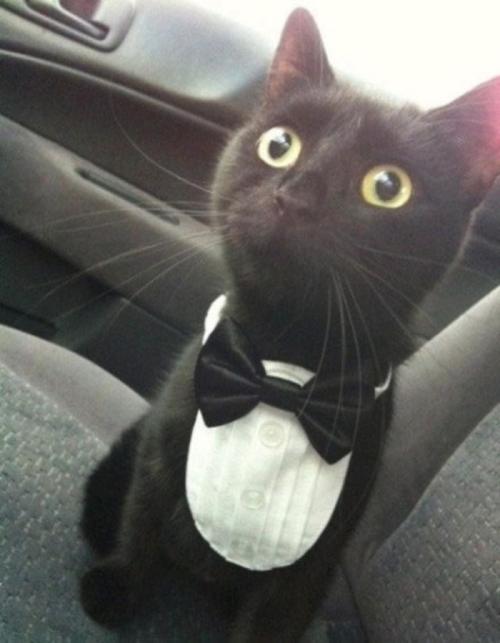 我是绅士猫
