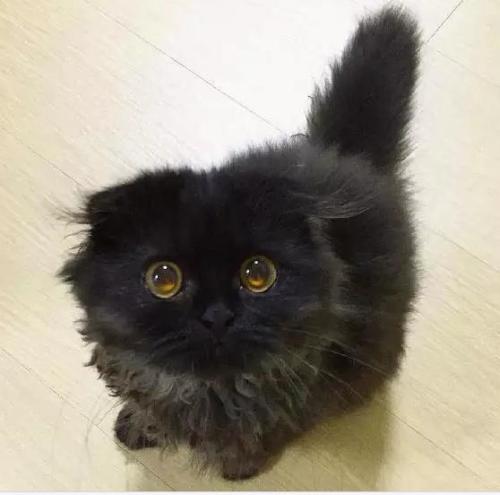 可爱的小黑猫