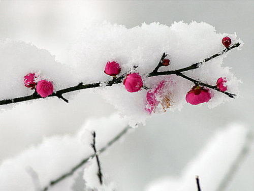 梅花在雪中