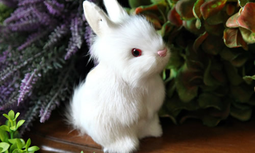 关于小兔子的描述的组成