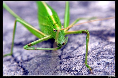 观察蚱hopper