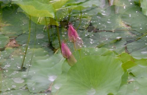 雨中的荷花池