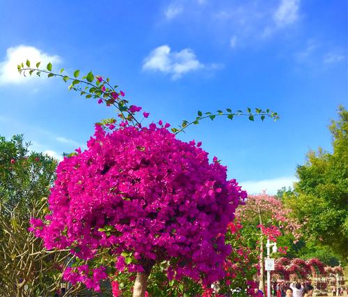 我和花约会