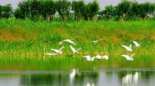 游览杭州湾湿地公园