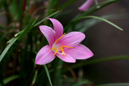 野生兰花