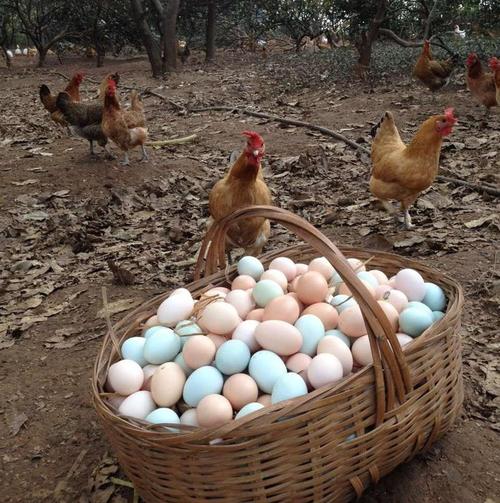 鸡蛋上升