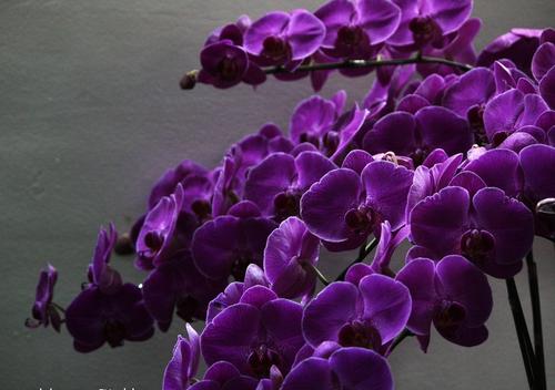 紫色卡特兰