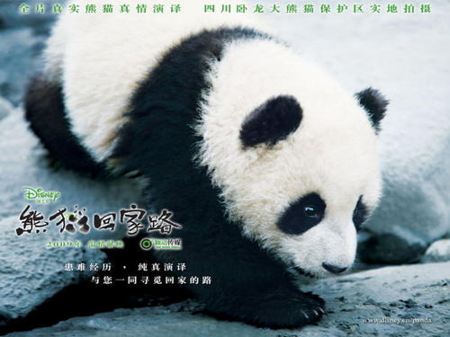 关于熊猫回家之路的思考