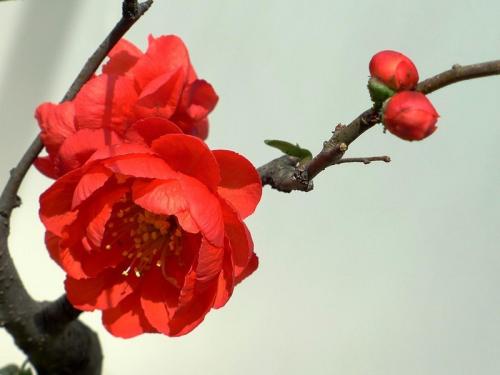 祖母的秋海棠花