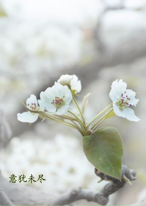 我眼中的梨花