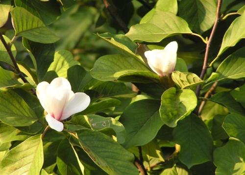 那棵玉兰树