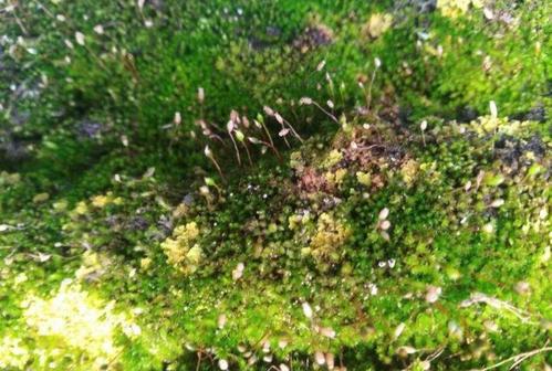 窗外的苔藓盛开