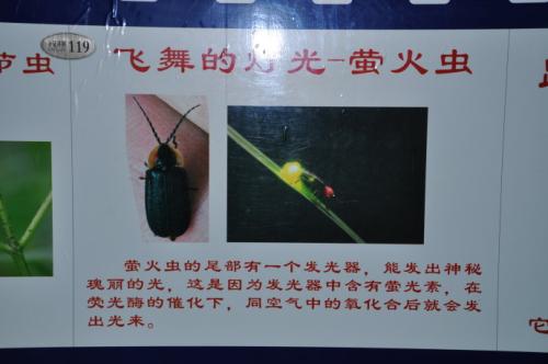 参观上海昆虫博物馆