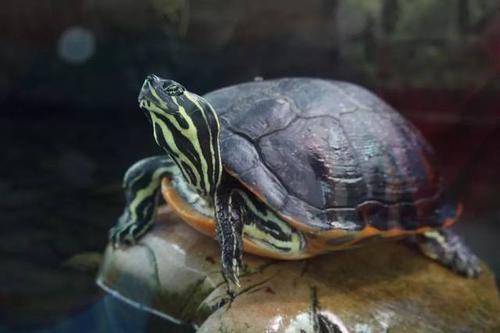 我的新搭档巴西乌龟