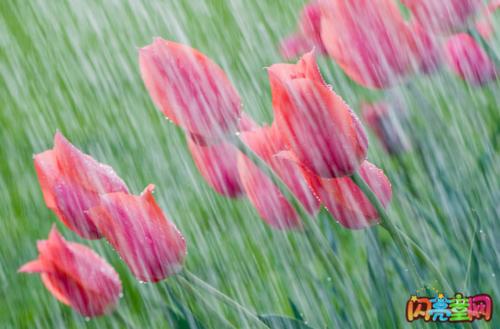 我最欣赏春雨