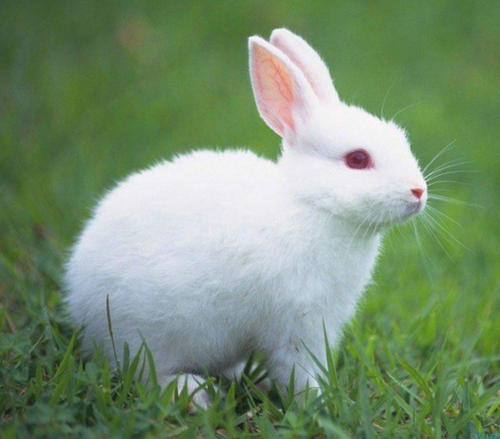 描述小兔子的组成