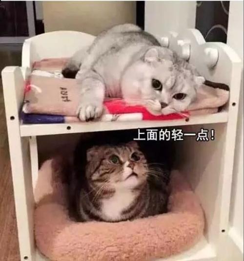 命运，从那只猫