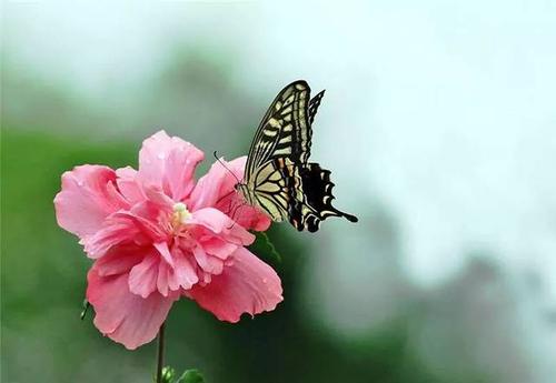 当蝴蝶和花朵遍布世界