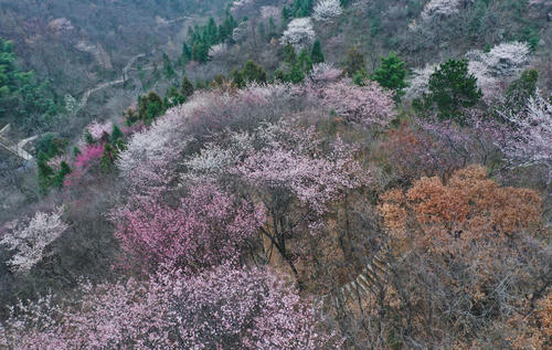 美丽的桃花村