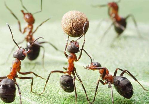 为什么蚂蚁不迷路