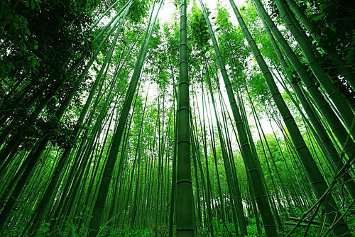 最美丽的竹子