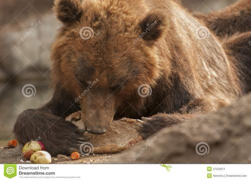 “棕熊”爸爸